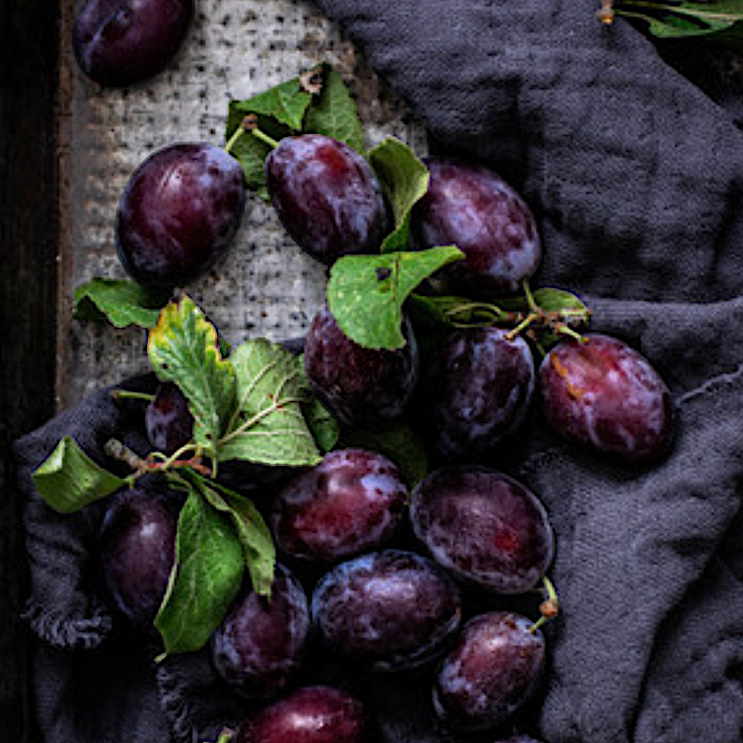 Cashmere & Plum Wax Melt Pucks